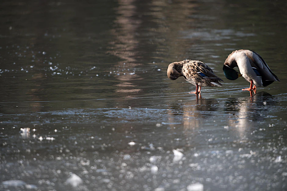 Trotz der eisigen Temperaturen trägt das Eis an vielen Stellen nicht - vor dem Betreten zugefrorener Seen und Tümpel wird deshalb weiter gewarnt.