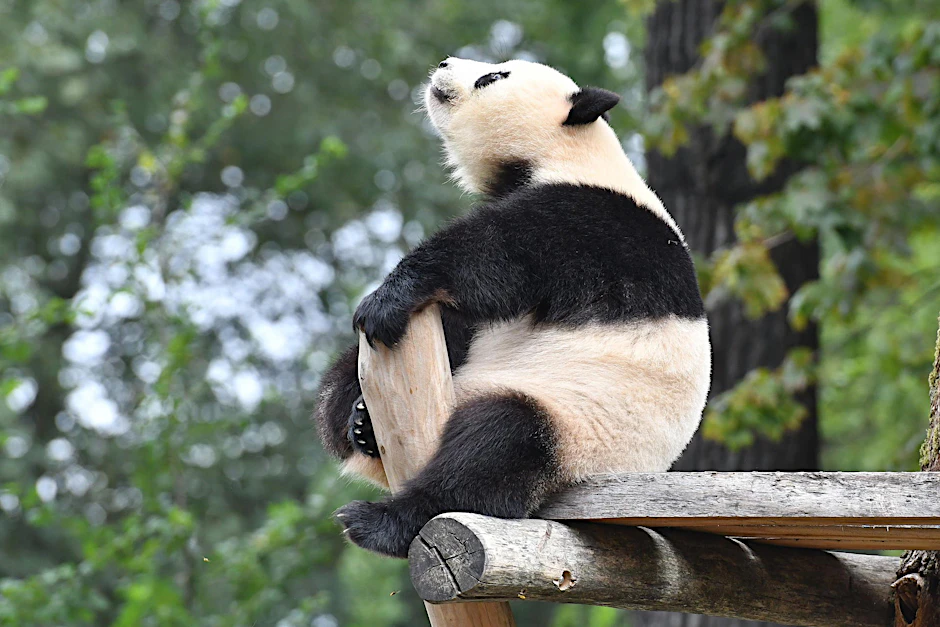 Die Panda-Oscars: Zoo-Star Meng Meng (4) könnte für ihren Rückwärtsgang einen gewinnen.