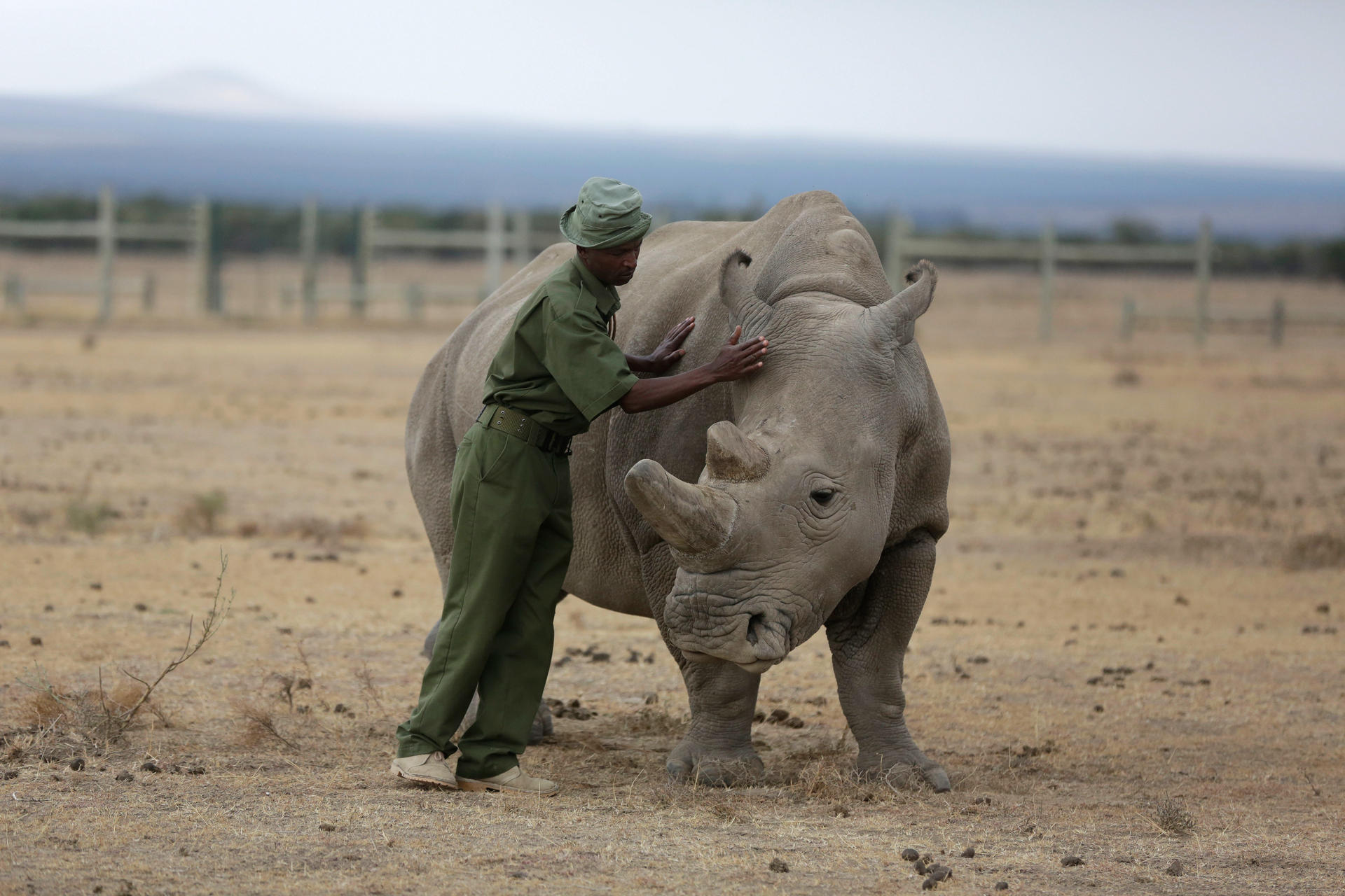Image - Nördliche Breitmaulnashorn nach Tod von Bulle Sudan: Berliner Forscher starten Rettung
