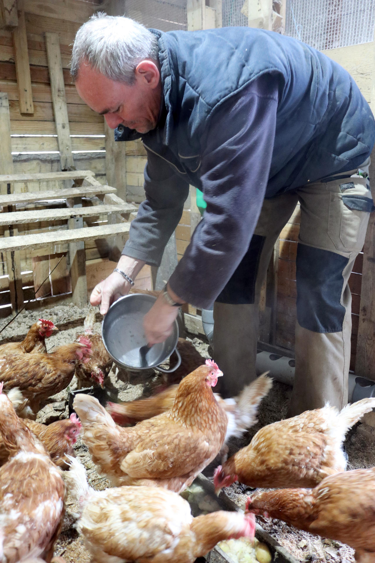 Image - Miet-Hühnchen als Müllschlucker: Wie man im Elsass aus Abfall frische Eier macht