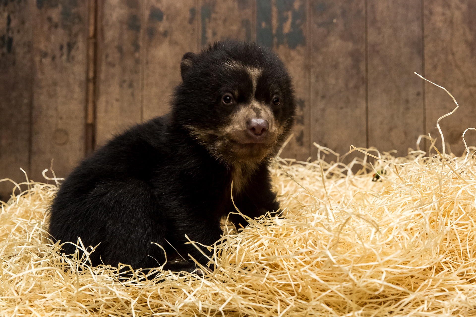 Image - Tierpark Berlin: Kleiner Brillenbär darf bald auf die Außenanlage