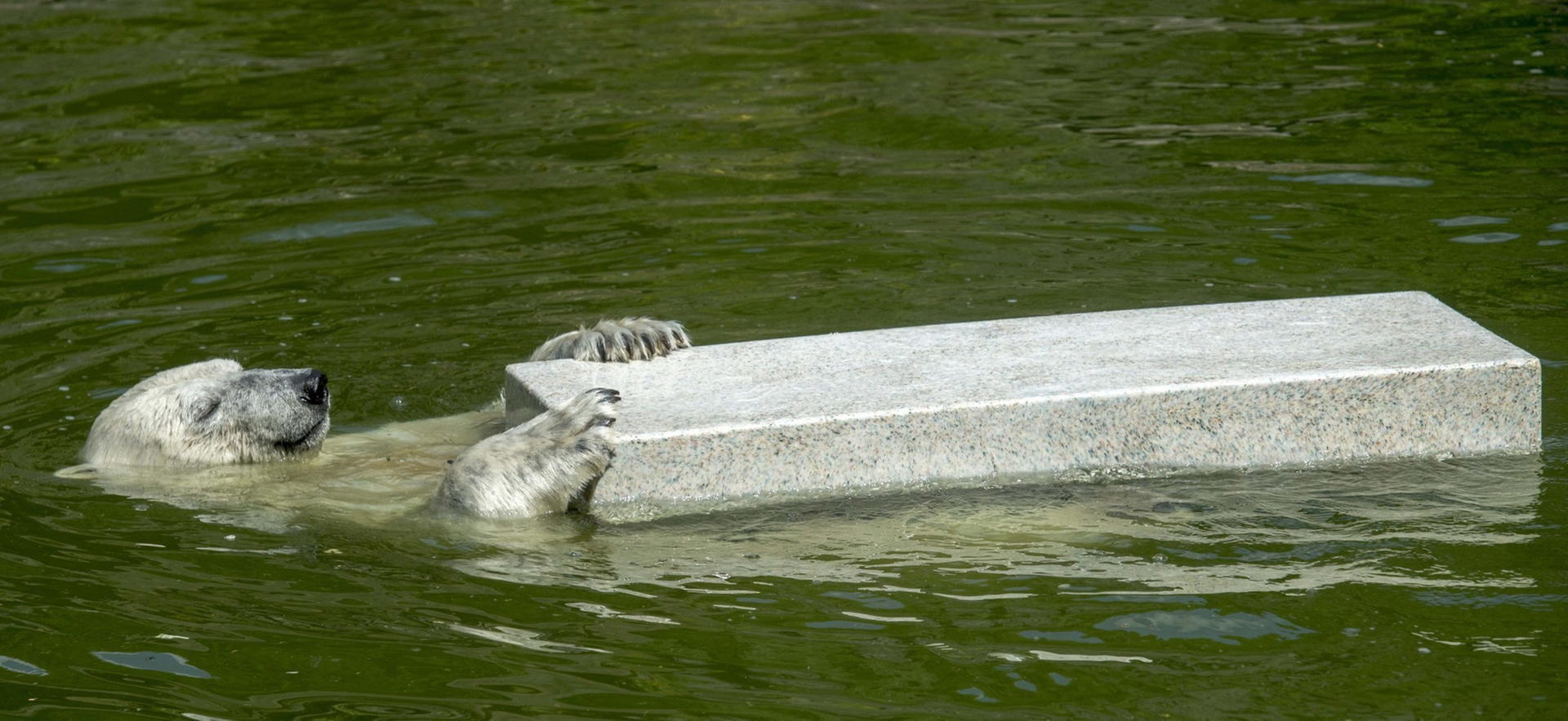 Die Eisbärin entspannt im Wasser.