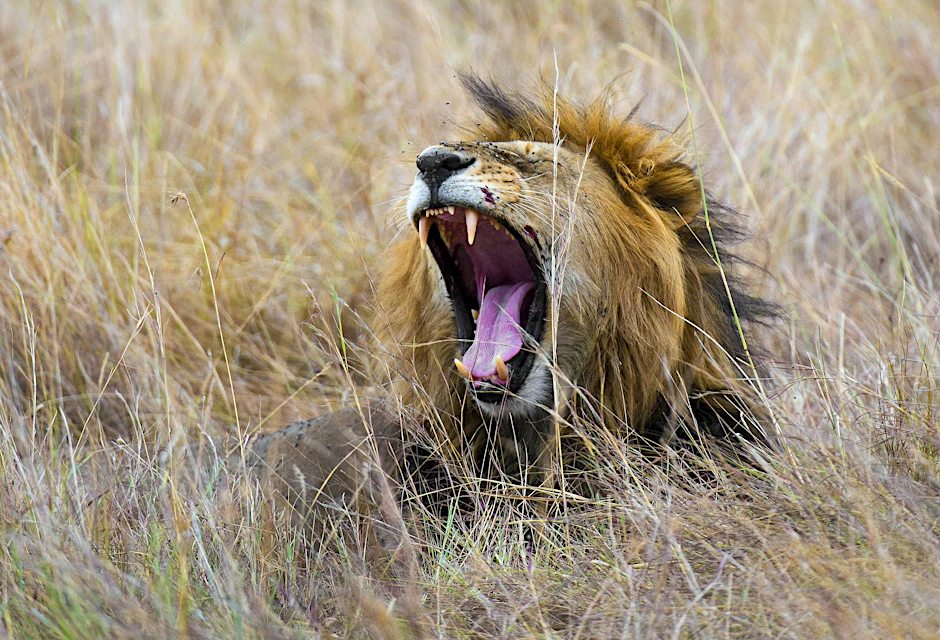 Wäre es nicht sinnvoller und umweltschonender, statt Löwen Großwildjäger zu jagen?