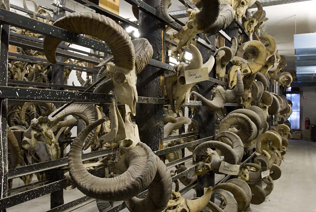 Noch hängt die Gehörne- und Geweihesammlung im Keller des Museums.