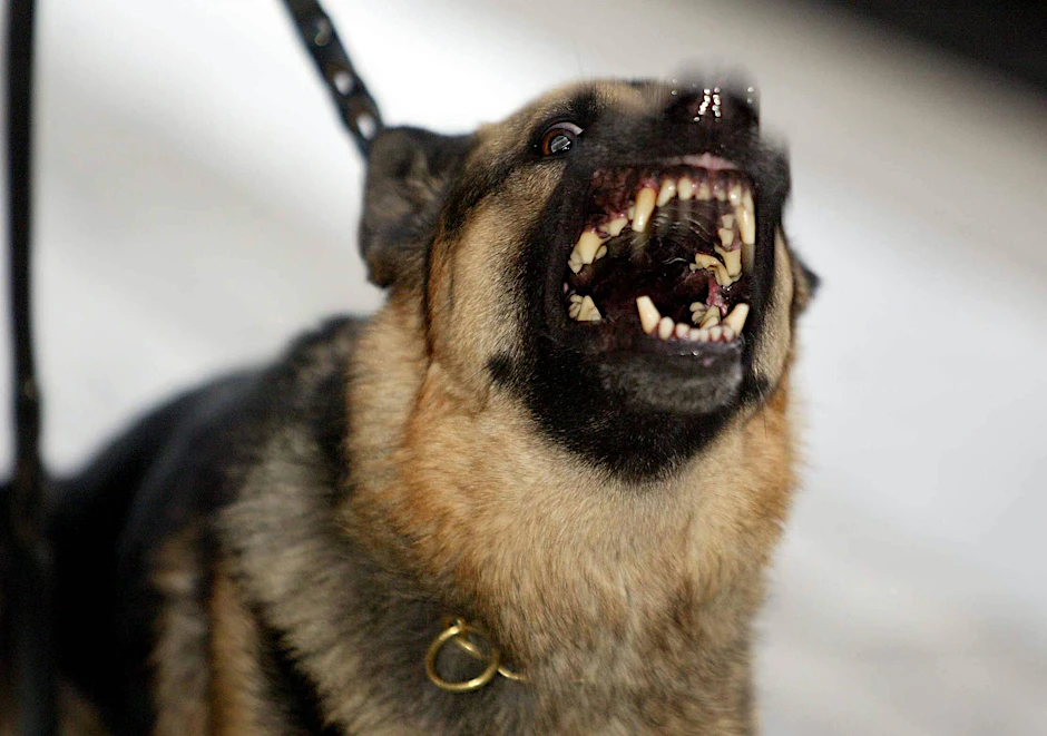 Ein Schäferhund als Waffe: Die Polizei spricht von einem bisher einzigartigen Fall.