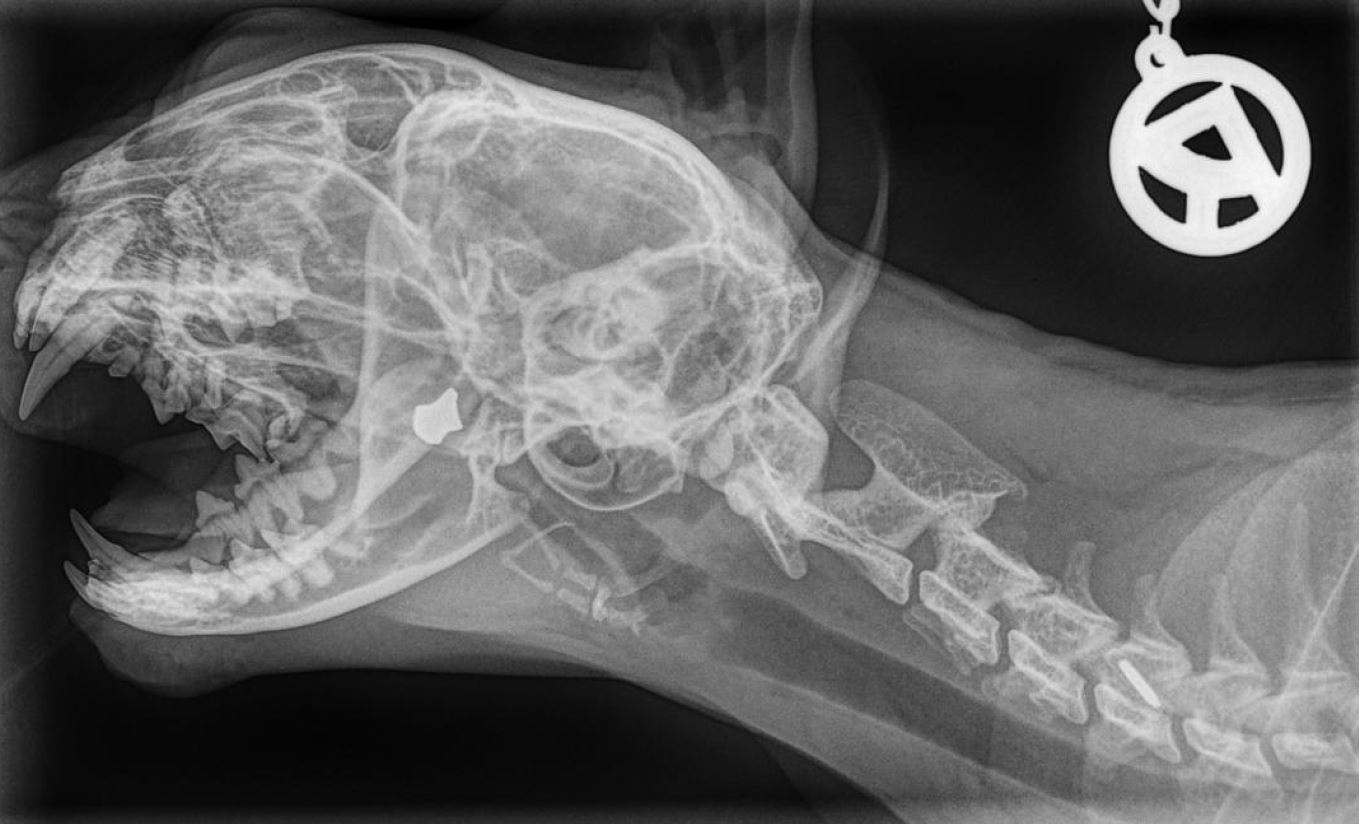 Auf den Röntgenbildern ist das Bleigeschoss im Kopf der Katze deutlich zu erkennen. 
