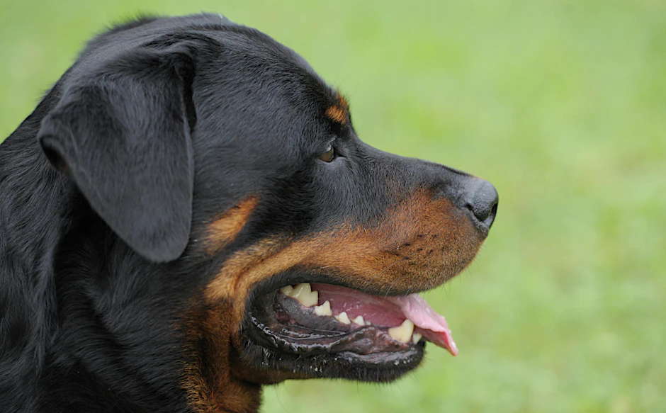 Ein Rottweiler hat in München mehrere Menschen derart attackiert, dass er von der Polizei erschossen wurde (Symbolbild). 
