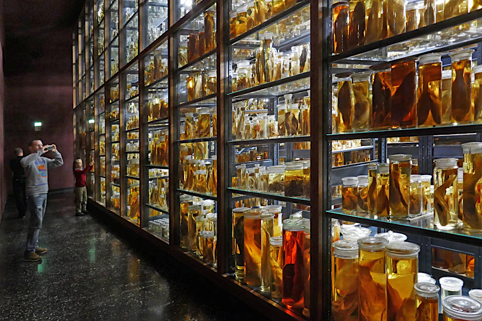 Die weltweit einmalige Nass-Sammlung des Museums ist seit 2010 im wieder aufgebauten Ostflügel zu bestaunen: Eine Million Objekte, eingelegt in 80 Tonnen Alkohol, füllen 276.000 Gläser. 