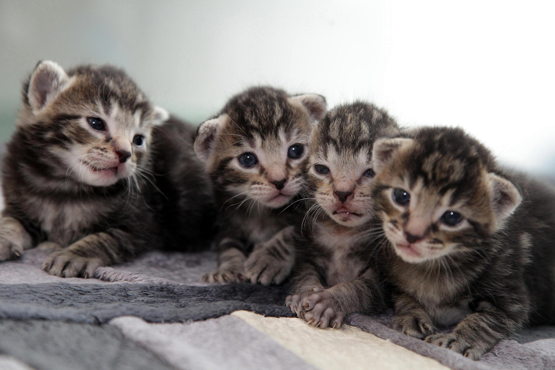 Image - Katzenbabys: Im Juni strömen viele trächtige Miezen in die Tierheime Berlins
