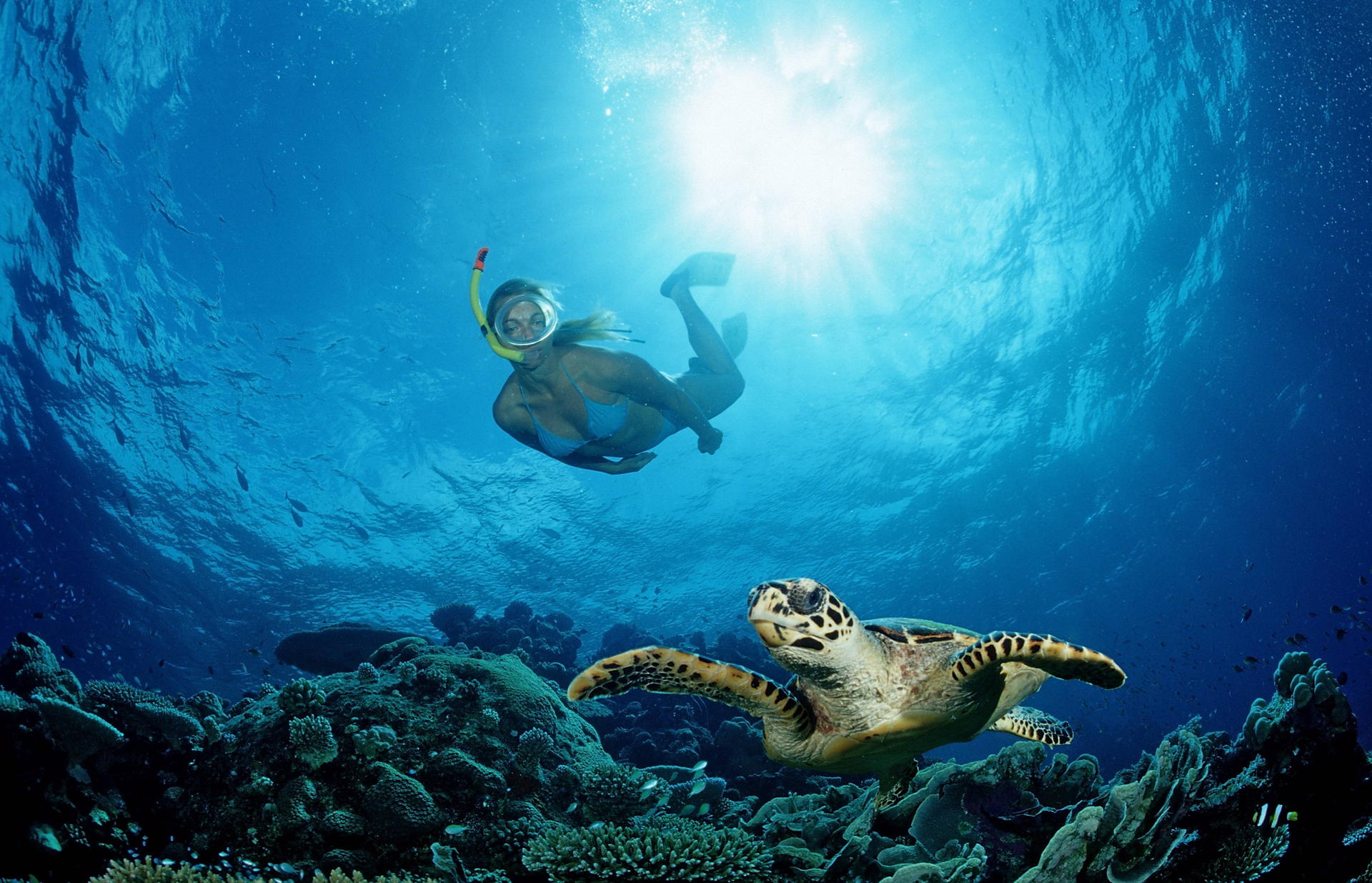 Image - Besuch bei Meeresbiologin auf den Malediven: Unterwasser-Welt ist in Gefahr