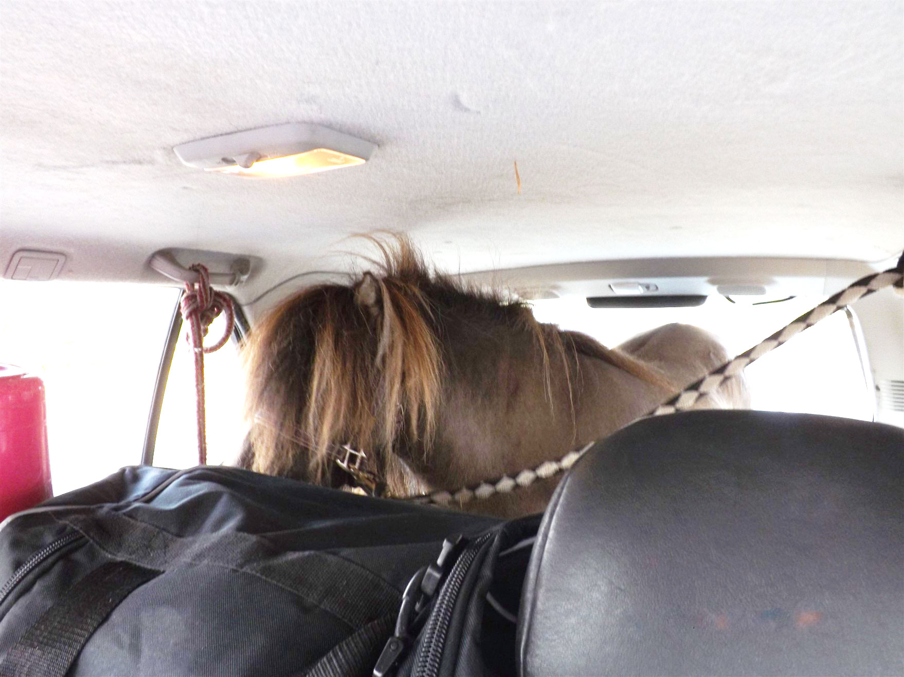 Kurioser Fall Polizei Stoppt Frau Mit Pony Im Pinken Pkw - m262cxy