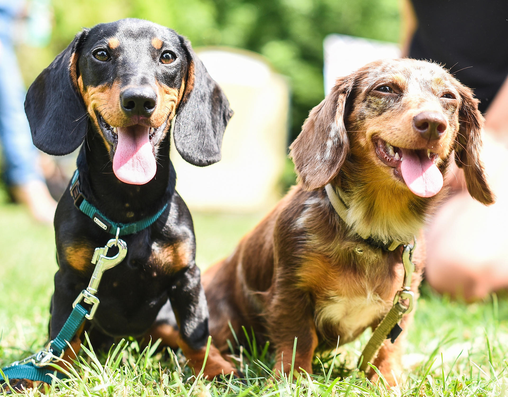 Image - Dackel-Treffen in Berlin: Rekordversuche haben kurze Beine