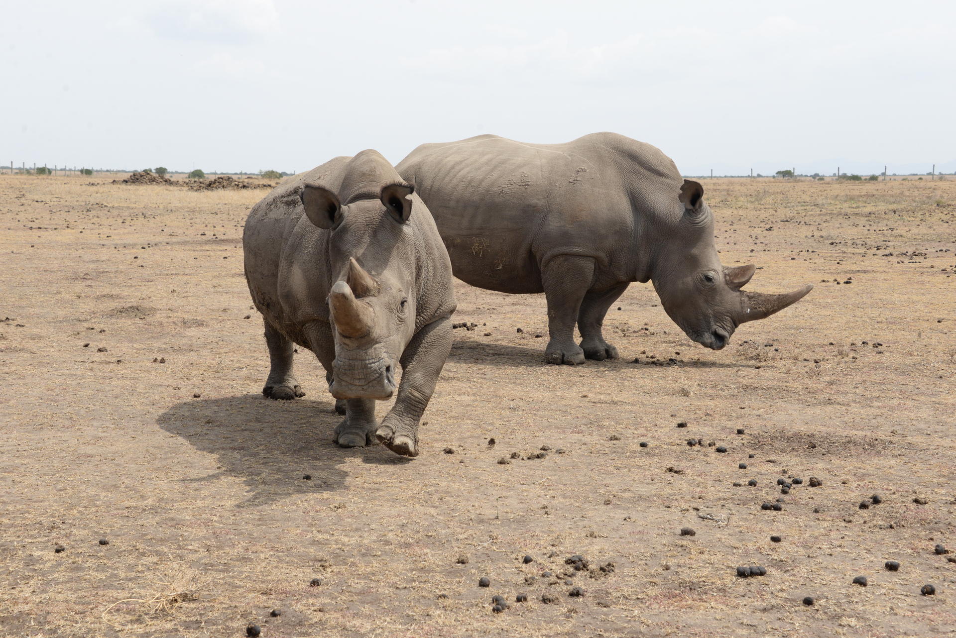 Image - Zelle des Widerstands: Berliner Forscher Dr. Thomas Hildebrandt bekämpft Nashorn-Artensterben