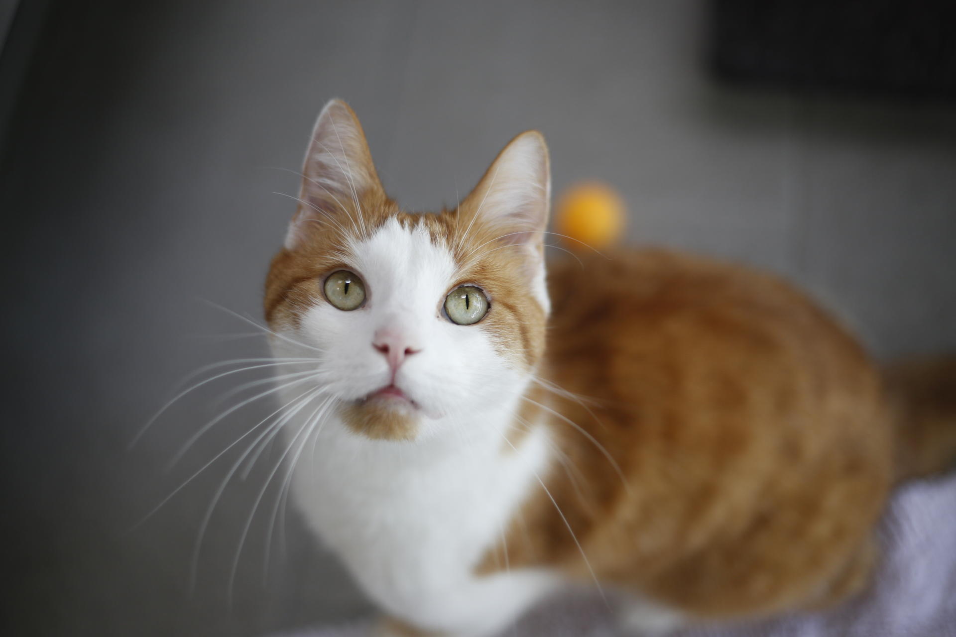 Image - Diese Berliner Tierheimbewohner wollen adoptiert werden