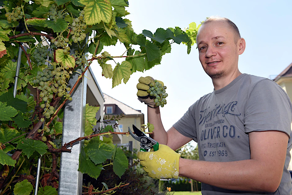 Hobby-Winzer Robert Frischbier (38) erntete am Wochenende auch die weißen Trauben vor seinem Haus in Karlshorst. 