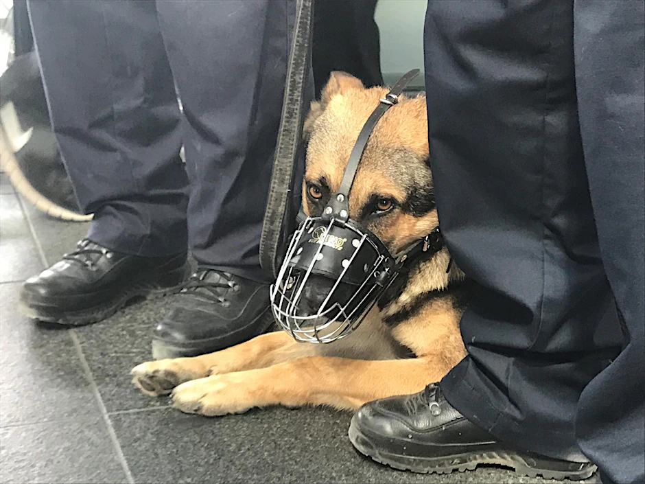 Der zweijährige deutsche Schäferhundrüde "Teufel" soll jetzt bei der S-Bahn für Ordnung sorgen.