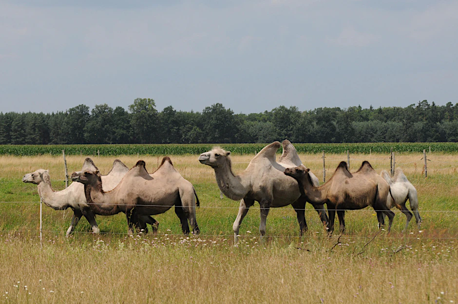 Die Karawane setzt sich in Bewegung. Nicht in der Wüste, sondern in Brandenburg.