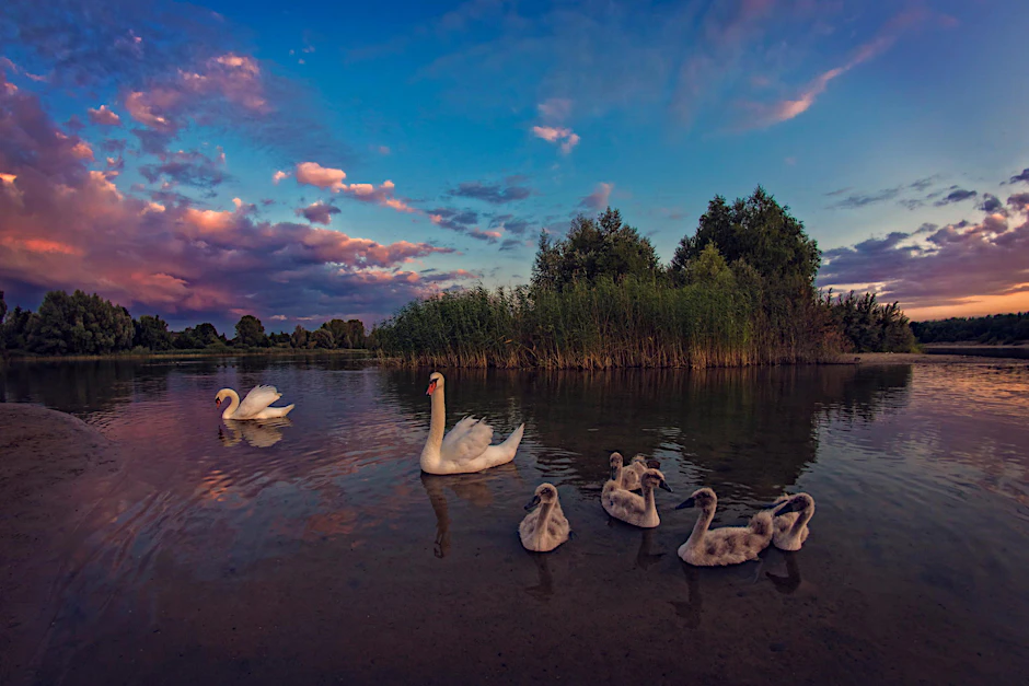 Diese Schwanenfamilie fotografierte Hilger auf dem Kaulsdorfer Baggersee.