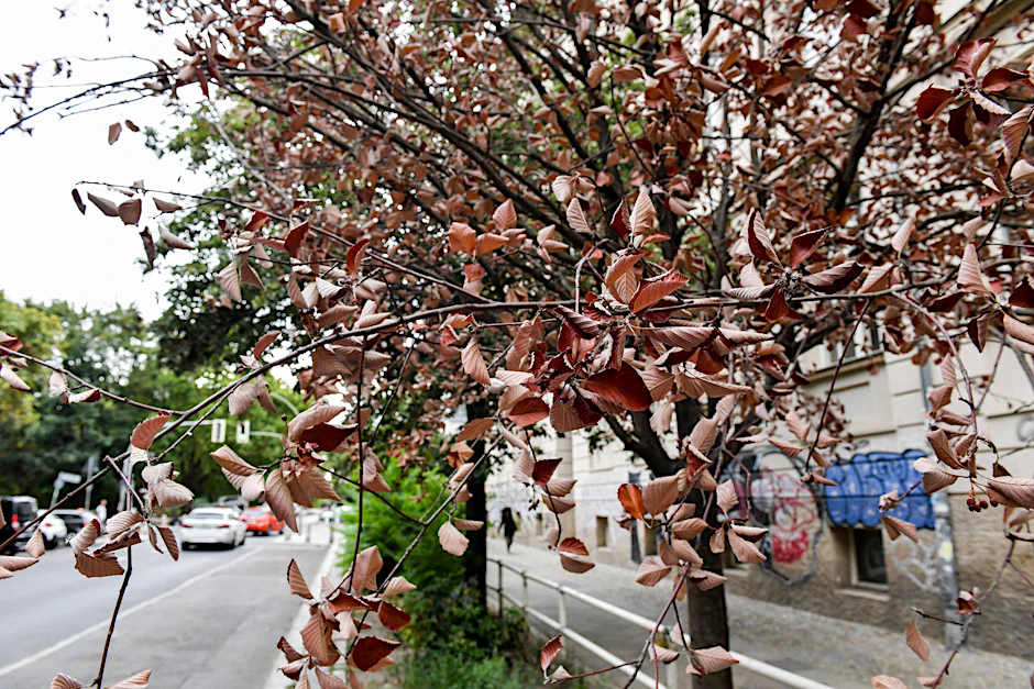 Eine vertrockneter Straßenbaum steht in der Gleimstraße in Prenzlauer Berg (Symbolfoto).