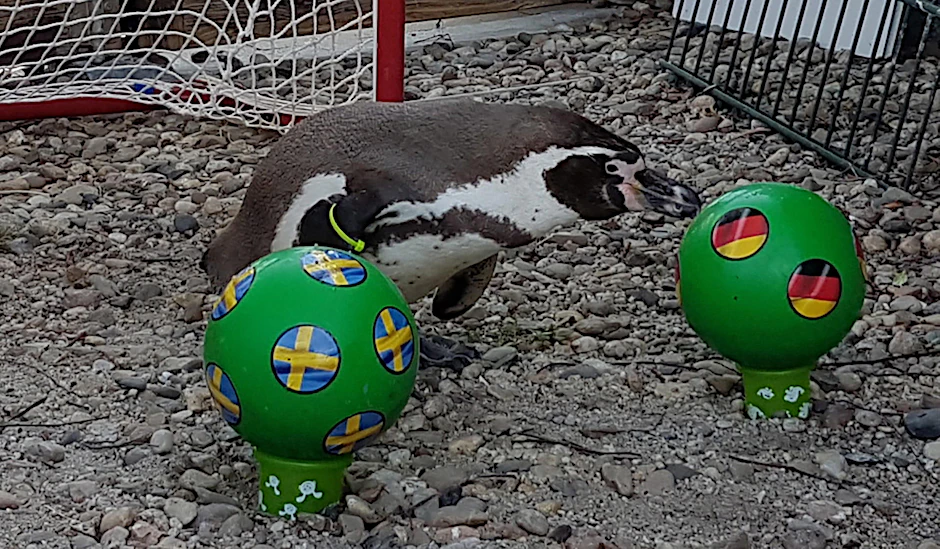 Pinguin Flocke hatte als Tier-Orakel bei der Fußball-WM seinen großen Auftritt. Jetzt ist er tot.