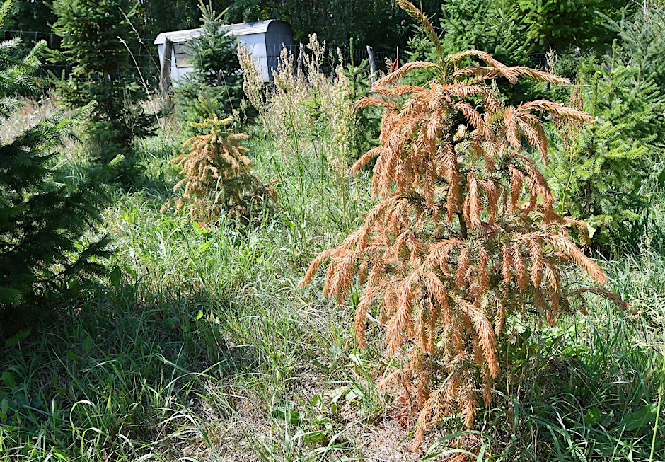 Vertrocknete Serbische Fichten stehen auf der Weihnachtsbaumplantage von Landwirt Ulrich Krone