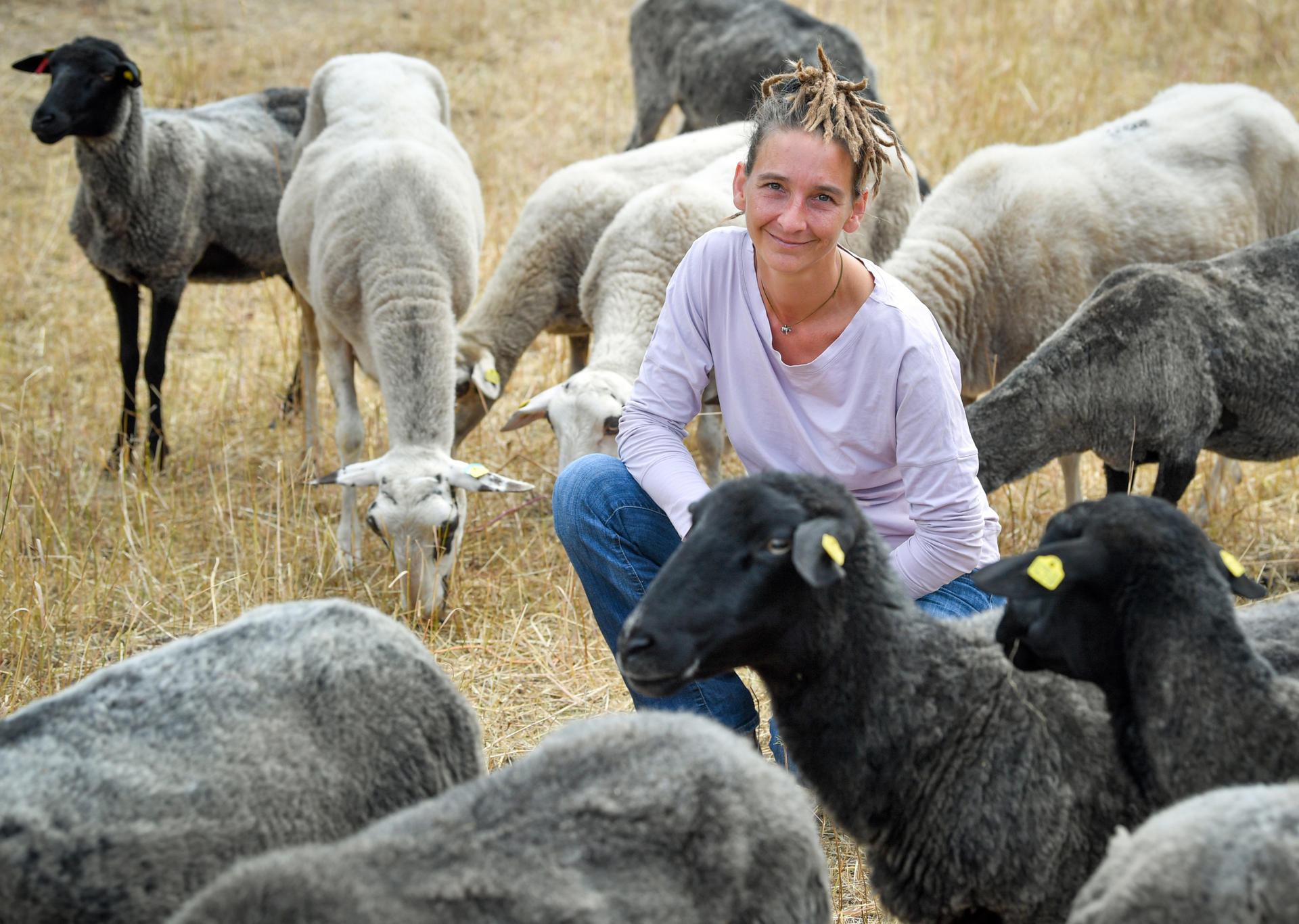 Valeska de Pellegrini, Wolfsbeauftragte des Landes Brandenburg, hockt zwischen Landschafen des Schäfers Kolecki.