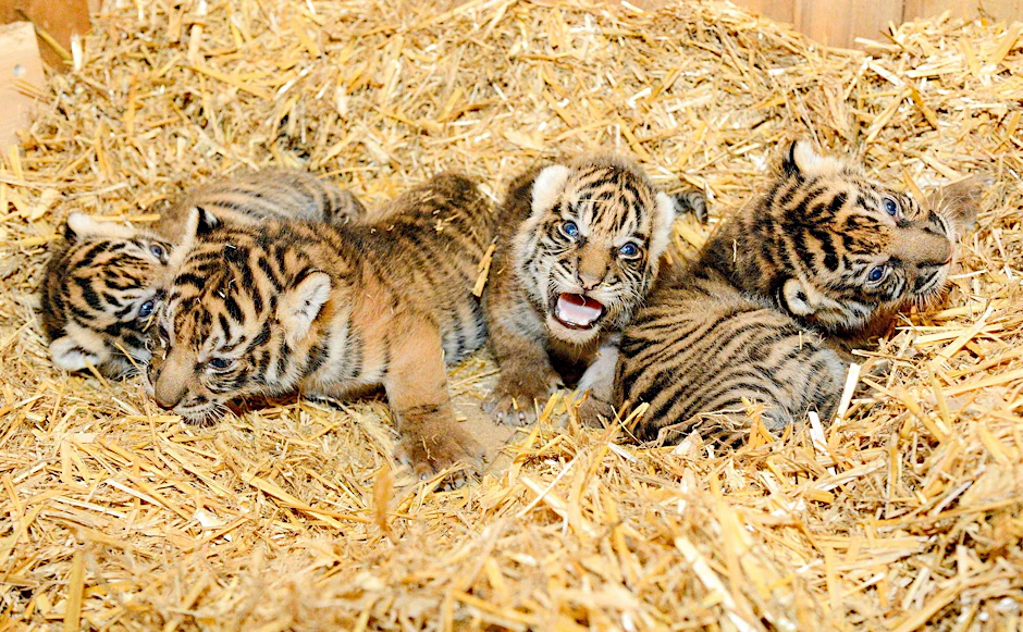 Da sind sie, die vier Tigerchen vom Tierpark. Ganz eng liegen sie in der Wurfhöhle zusammen. 