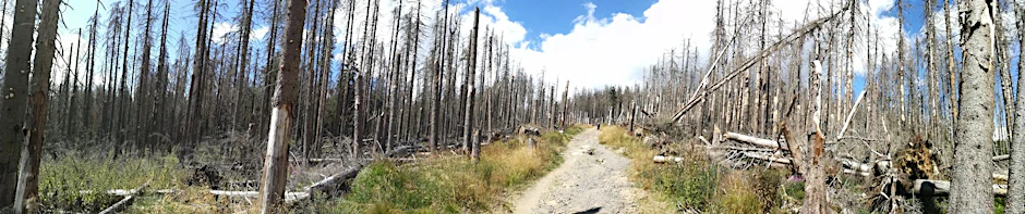 Borkenkäfer können ganze Wälder zerstören, so wie hier in den vergangenen Wochen im Harz beobachtet.