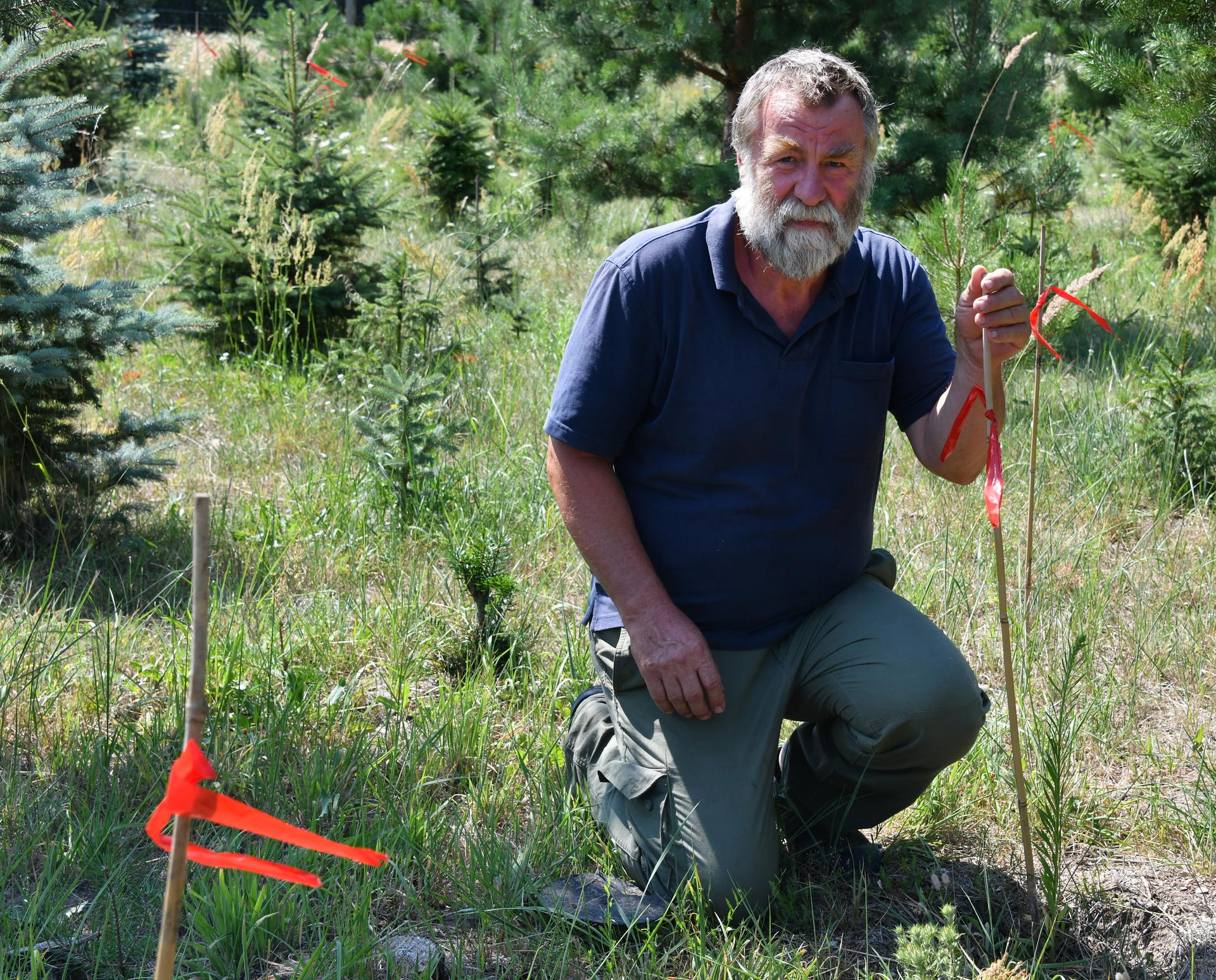 Mit roten Bändern hat Landwirt Ulrich Krone die Stellen gekennzeichnet wo einst Weihnachtsbäume wuchsen