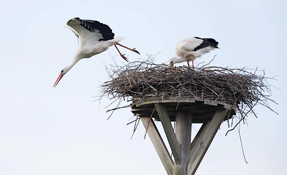 Ein Storch fliegt von seinem Nest los.