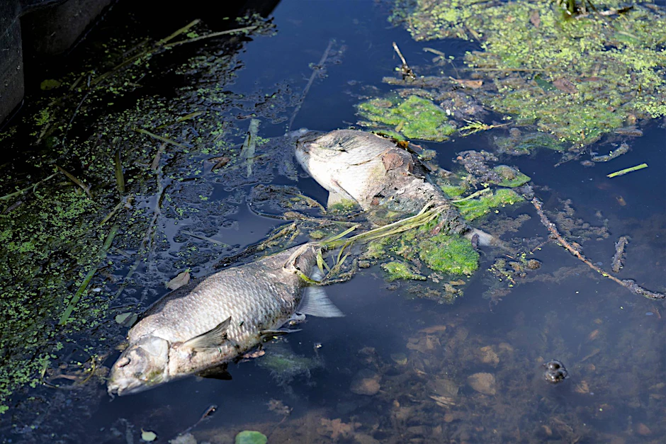 Sauerstoffmangel war die Ursache des Fischsterbens in Hamburger Gewässern - hier am Beispiel der Fuhlsbüttler Schleuse.