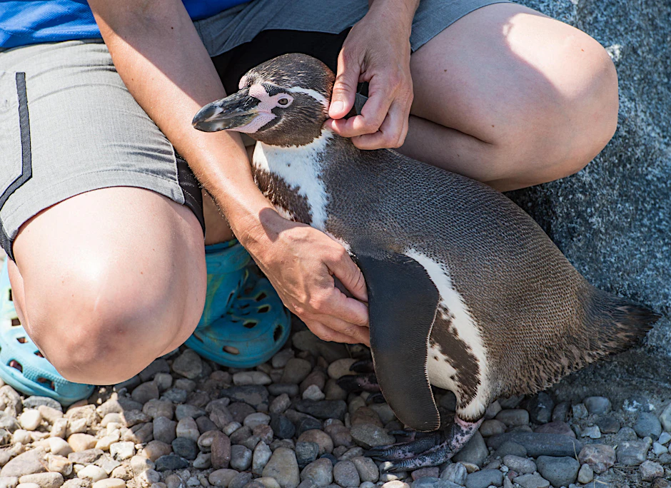 Pinguin Flocke vom Spreewelten-Bad in Lübbenau 