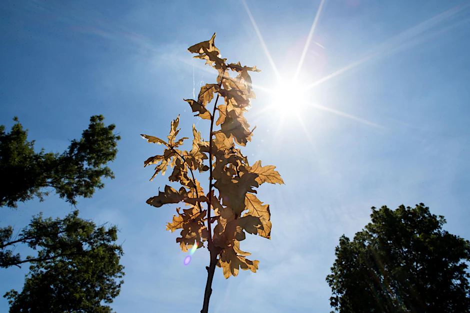 Auch wenn die Temperaturen leicht zurückgehen, schreitet die Dürre fort.