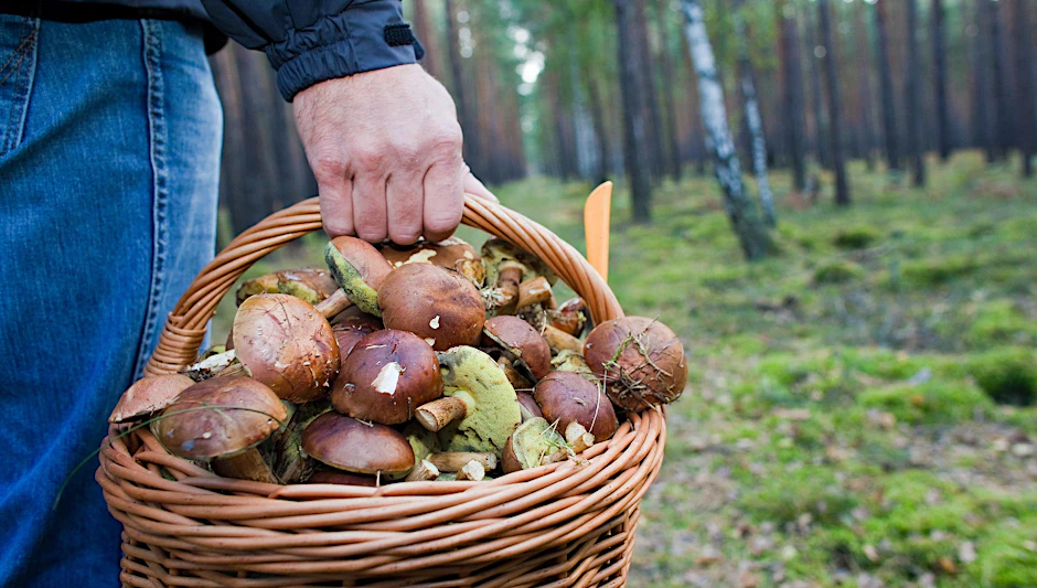 Volle Körbchen werden in diesem Jahr nur Pilzsammler haben, die bei der Planung ihrer Touren flexibel auf das Wetter reagieren können.