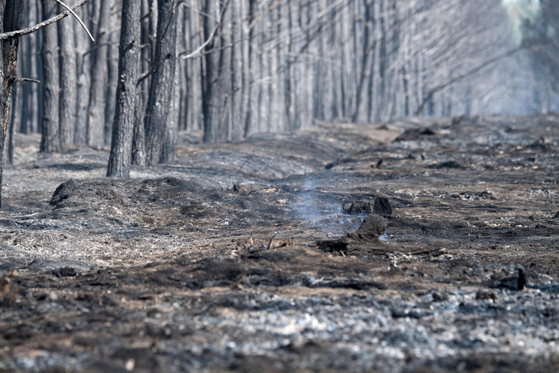 Image - Angst vor möglichem Feuerteufel: Nach Großbrand nun Feuer-Inferno in Beelitz