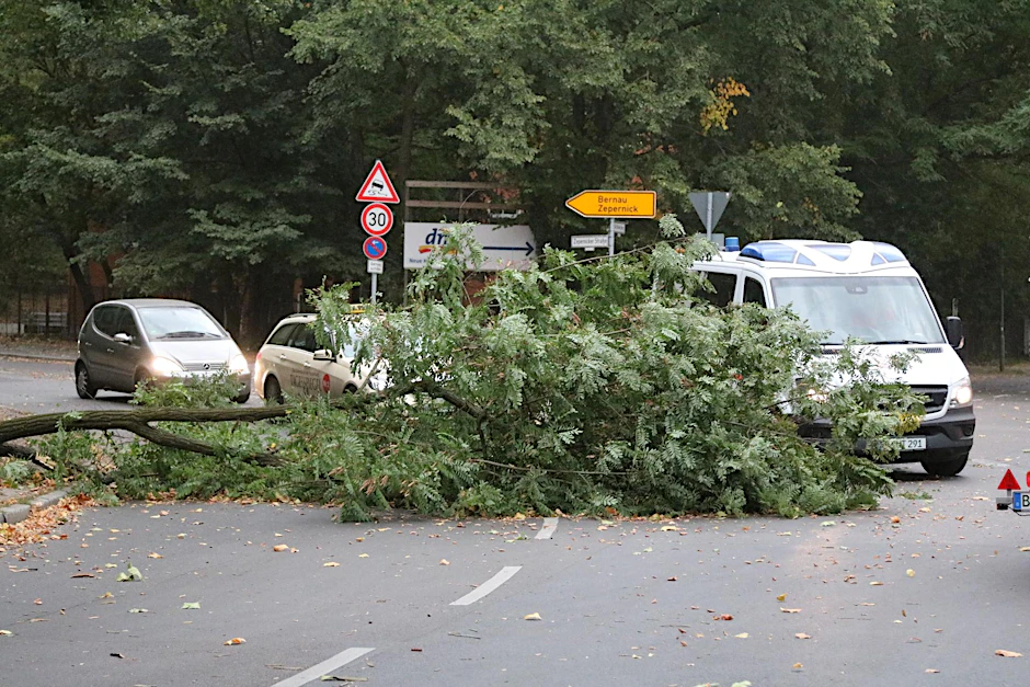 Durch die Orkan-Böen ist ein Baum auf die Straße Alt-Buch gestürzt. Verletzt wurde nach Informationen dieser Zeitung niemand.