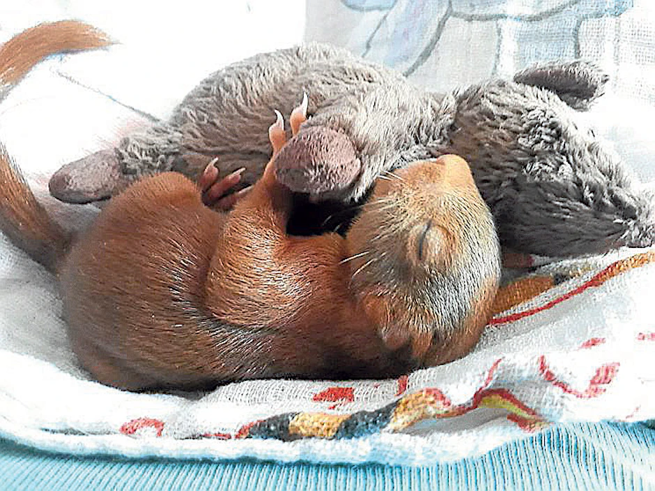 Pssst, Josi schläft! Das Eichhörnchen schmuste schon als Baby mit seiner Ikea-Maus ...
