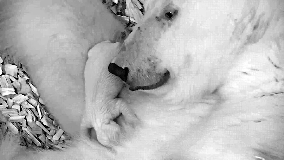 Bei Mama kuscheln und schlafen: Gleich nach der Geburt des neuen Eisbärbabys zeigte Tonja, was für eine routinierte Eisbärmutter sie ist.