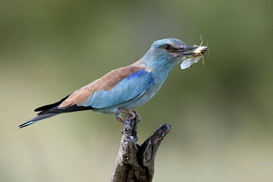 In Deutschland ausgestorben: Blauracke (Coracias garrulus).