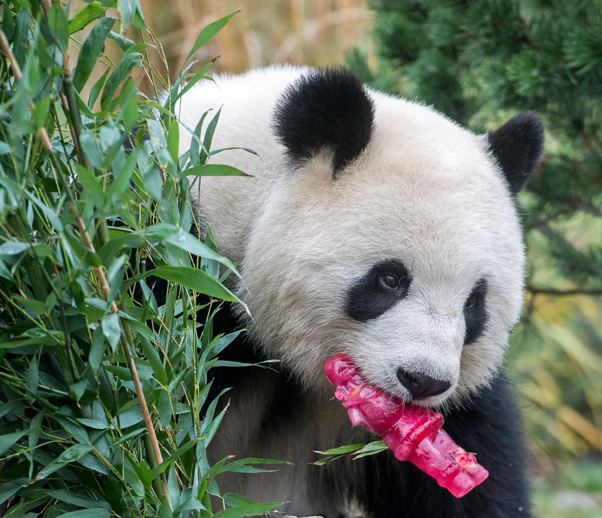 Ein Weihnachtsmann zum Lutschen – auch was Feines für Panda Meng Meng.
