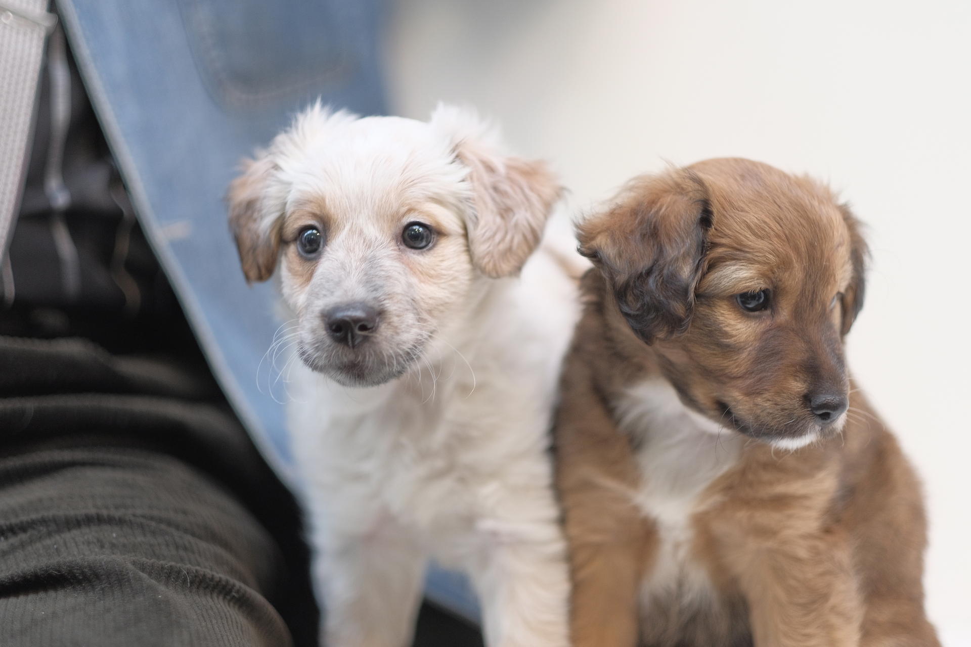 Image - Weggeworfen zu Weihnachten: Hundebabys wie Müll entsorgt