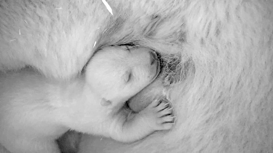 Das Eisbär-Baby döst friedlich vor sich hin. 