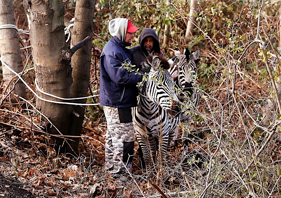Zirkusmitarbeiter fangen zwei Zebras in Dresden ein.