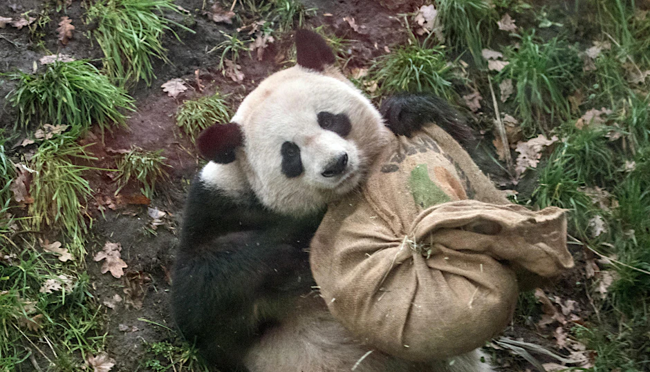 Panda-Männchen Jiao Qing zuckelte nur kurz am nur kurz am Jutesack.