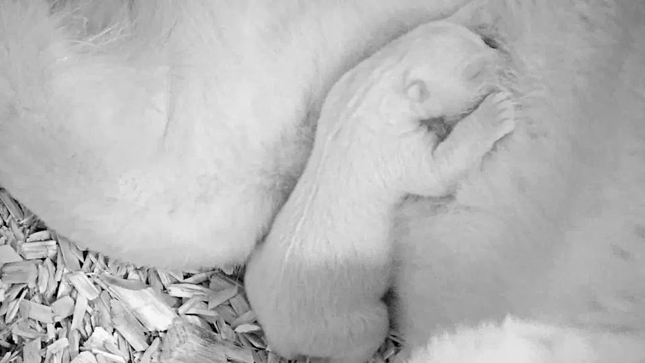Eines der neuen Fotos: Noch leicht verschlafen trinkt der Eisbär die Milch von Mama Tonja. 