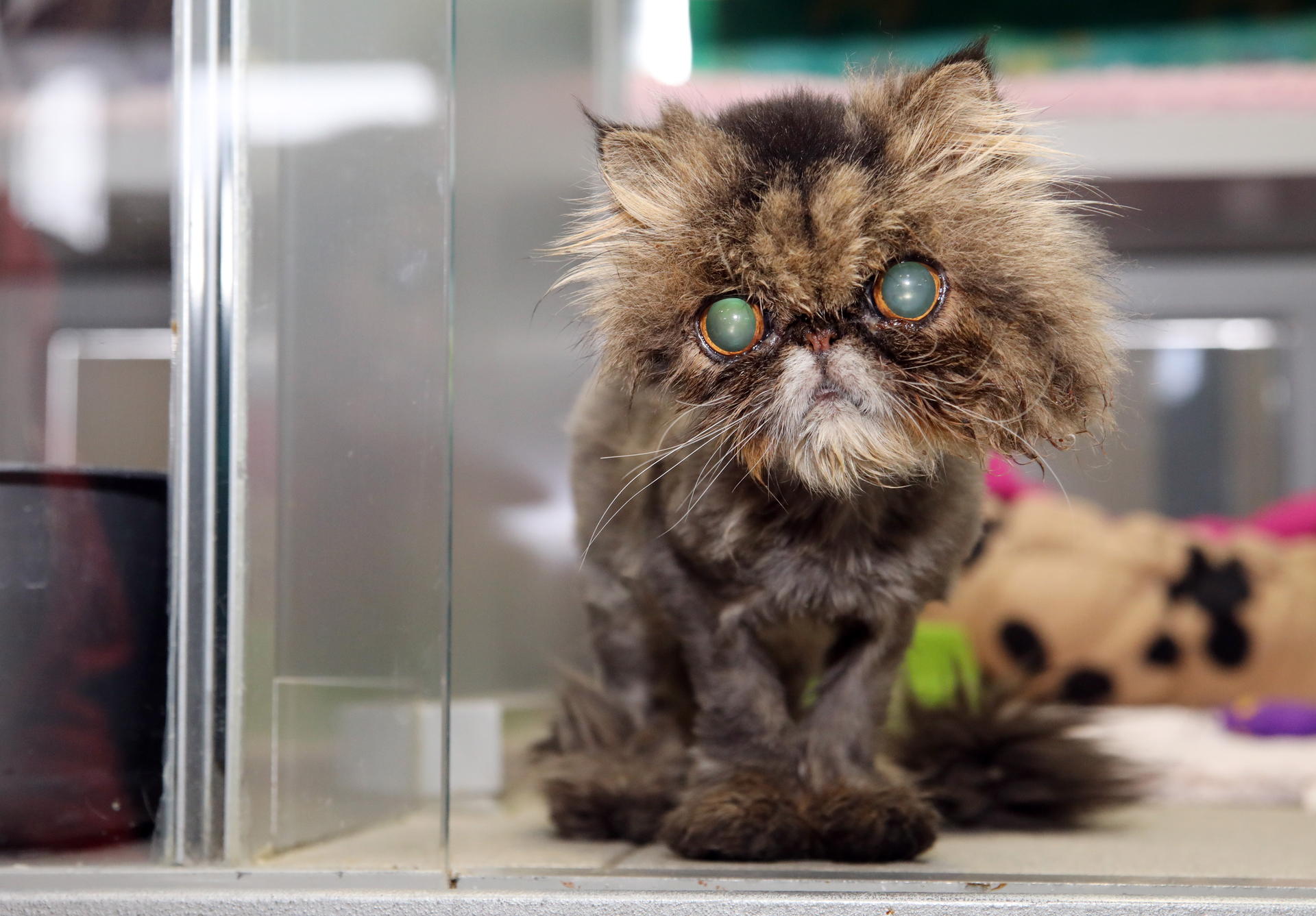 Image - Happy End für krankes und blindes Tier: Perser-Katze Debby hat ein neues Zuhause in Brandenburg