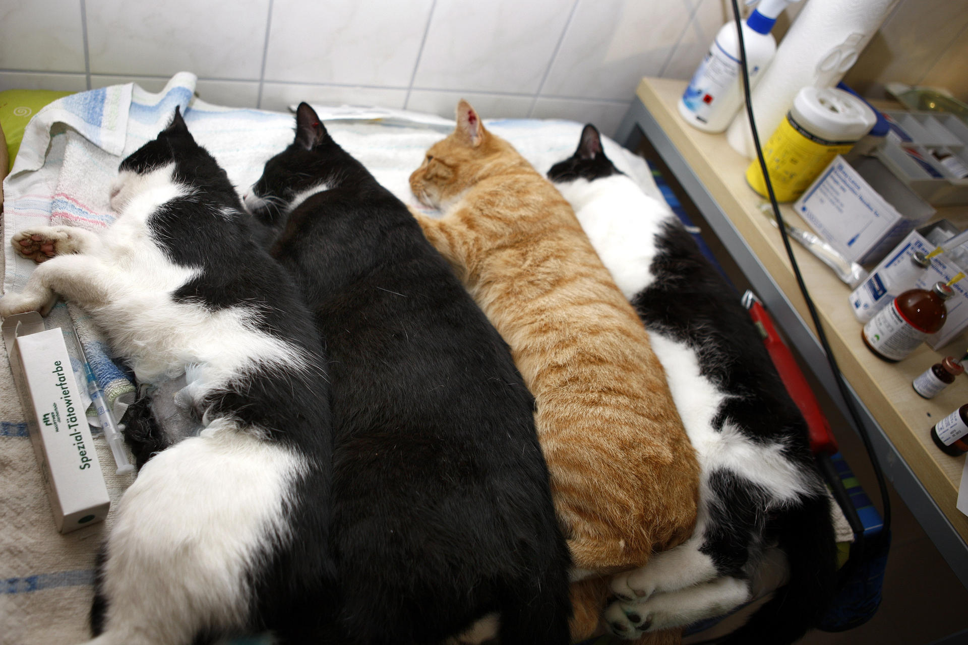 Image - Mindestens 10.000 streunen durch Berlin: Müssen verwilderte Katzen kastriert werden?