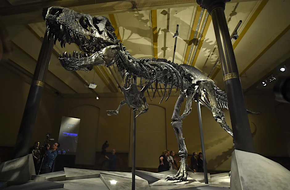 Das Skelett des Tyrannosaurus Rex namens «Tristan Otto» ist im Naturkundemuseum ausgestellt. Die Zeit des T.rex-Originalskeletts in Berlin läuft ab. 