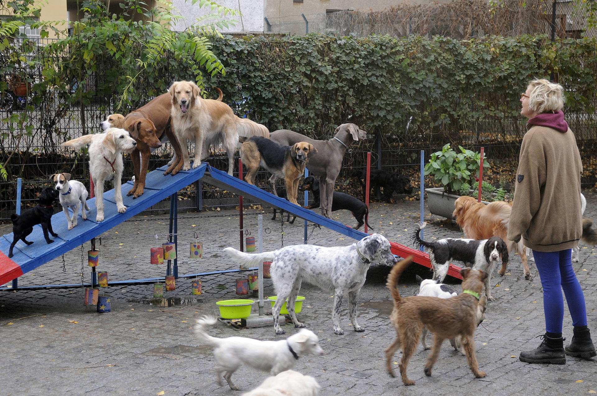 Hunde-Spielplätze gehören auch zum Ideen-Wettbewerb.