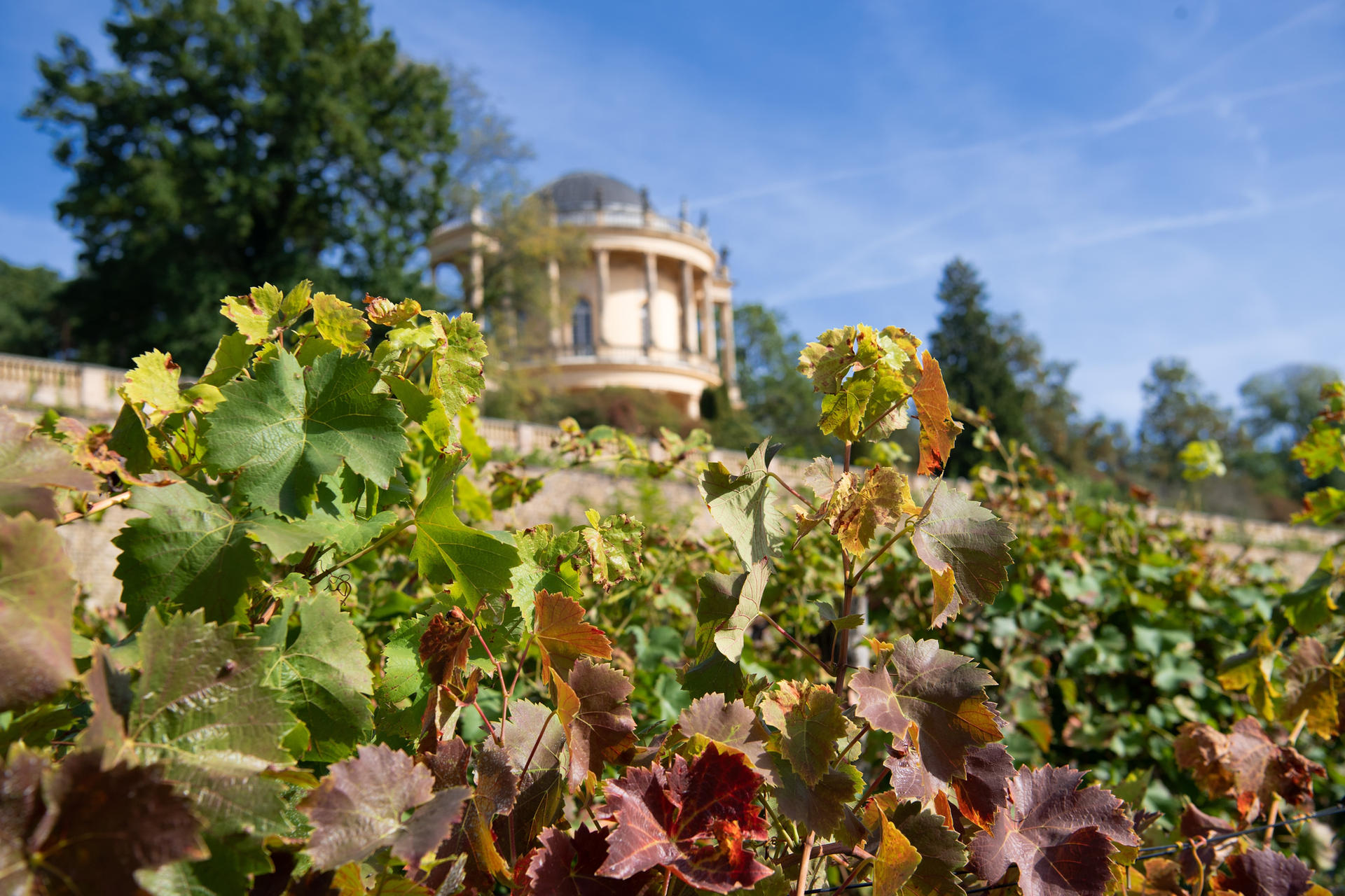 Image - Wein aus Brandenburg gilt noch immer als exotisch